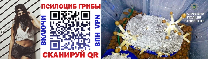 где можно купить наркотик  Каменск-Уральский  блэк спрут   Галлюциногенные грибы Psilocybe 
